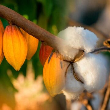 Cacau high-tech revoluciona o Oeste baiano e coloca região na elite do agronegócio