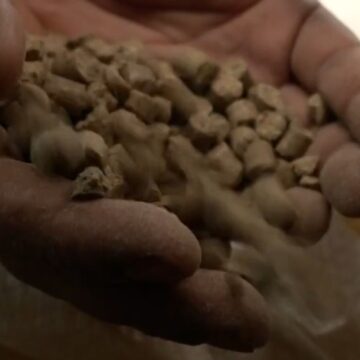 Ração contaminada mata 245 cavalos no Brasil e causa prejuízos milionários