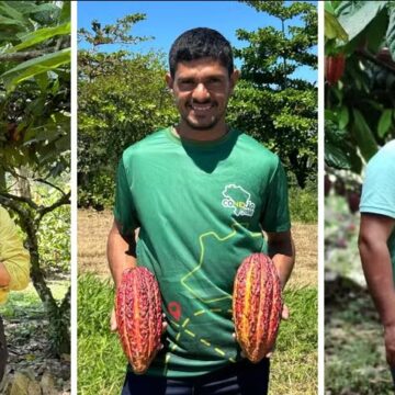 Brasil tem três produtores entre as 50 melhores amêndoas de cacau do mundo