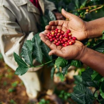 Exportação de café cresce na Bahia, mas preço pago ao produtor recua